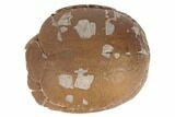Inflated Fossil Tortoise (Stylemys) - South Dakota #192143-1